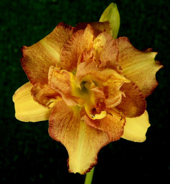 Topguns Color Infusion, Daylily