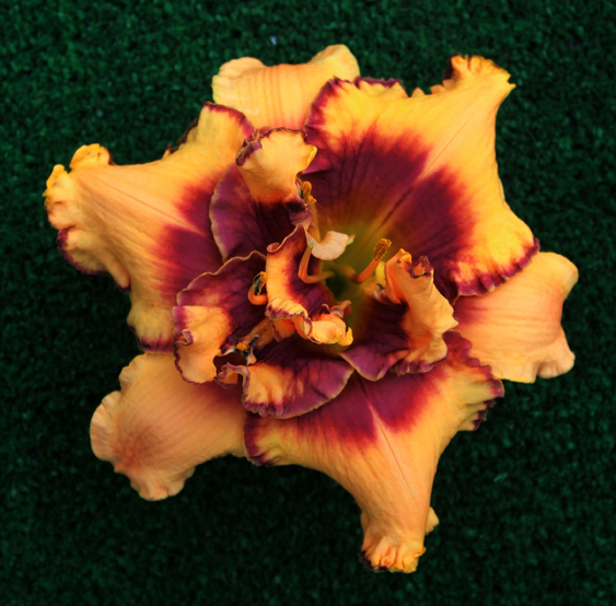 Topguns Roswell Sighting, Daylily