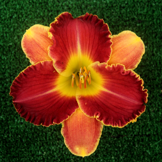 Topguns Tequila Nightmare, Daylily