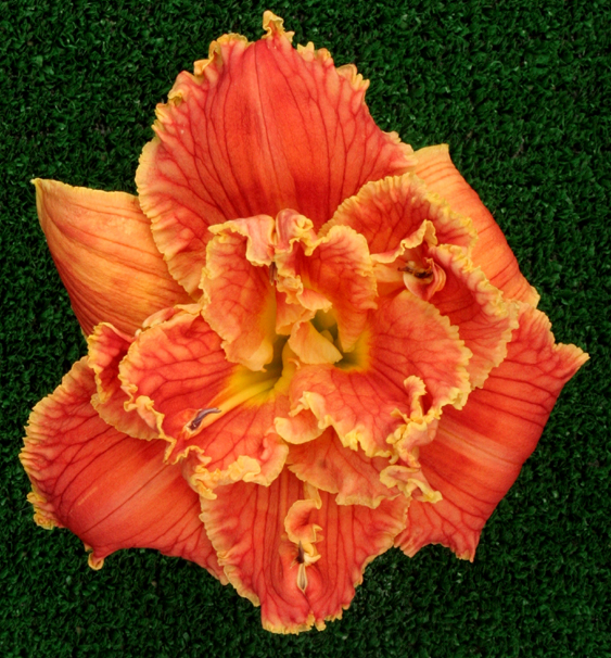 Topguns Check Me Out, Daylily
