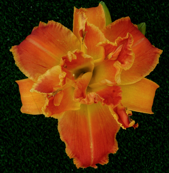 Topguns Checkmate, Daylily