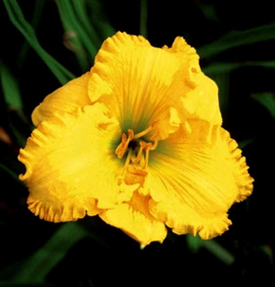 Topguns Dripping Gold, Daylily