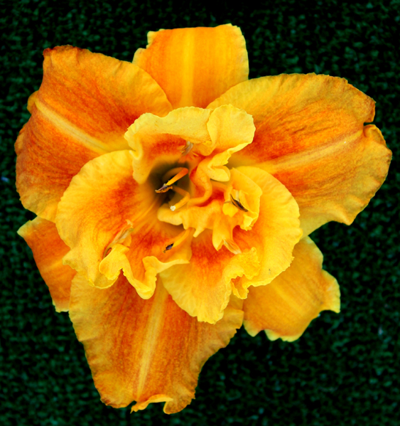 Topguns Flame Thrower, Daylily