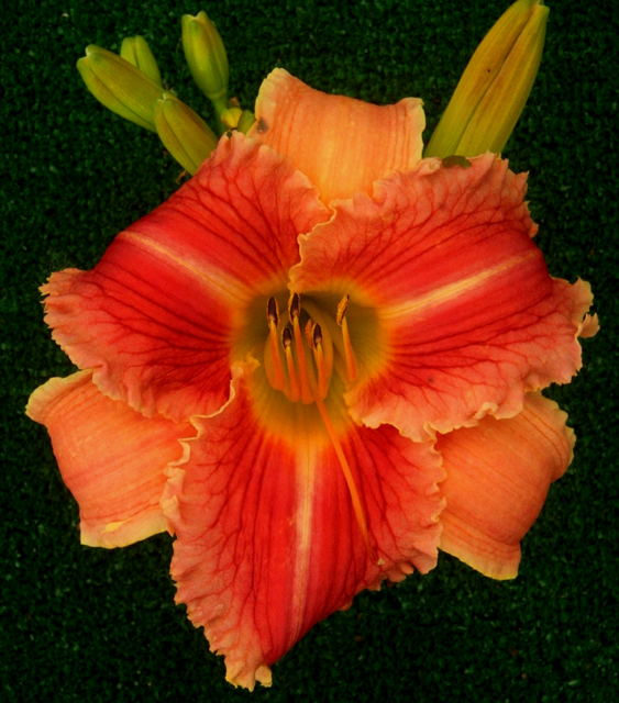 Topguns Indian Blanket,  Daylily