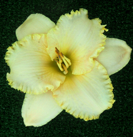 Topguns Quick Silver and Gold,  Daylily