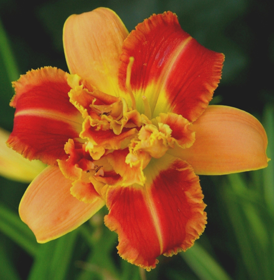 Topguns Rubies and Gold,  Daylily