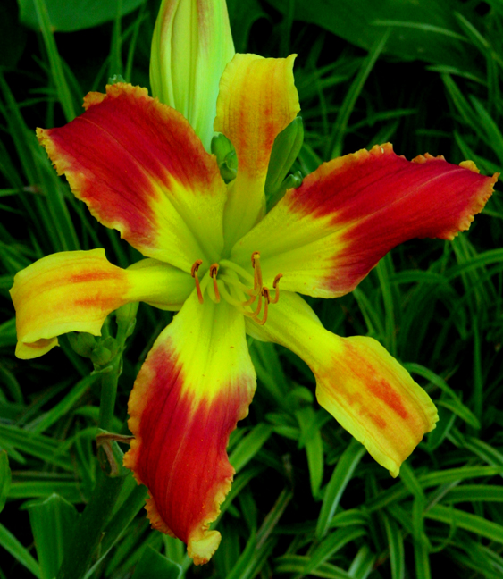 Topguns Ruby Spoonmeister,  Daylily