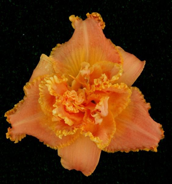 Topguns-to-die-for, Daylily